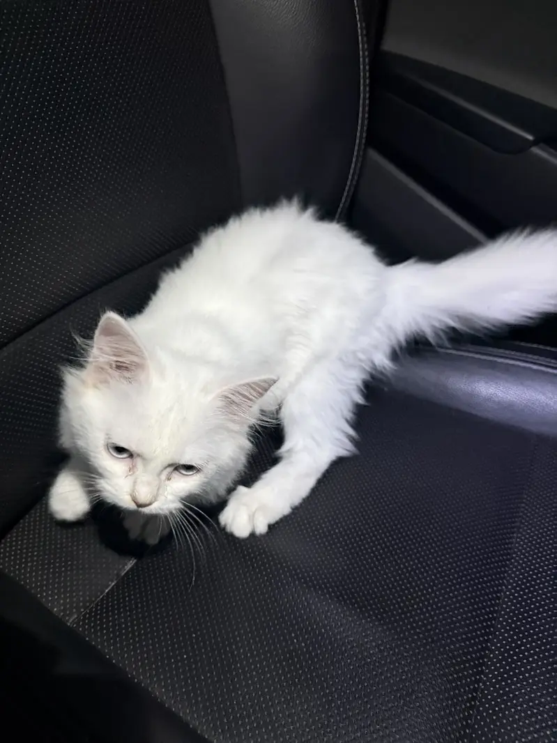 Persian cat for sell — photo 2