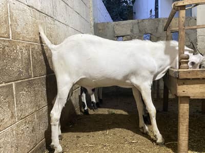 MashaAllah ghr ki bakri ke gulabi bachy hen qurabni ki leye