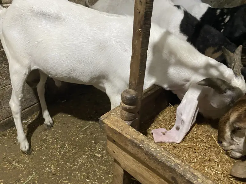MashaAllah ghr ki bakri ke gulabi bachy hen qurabni ki leye — photo 2