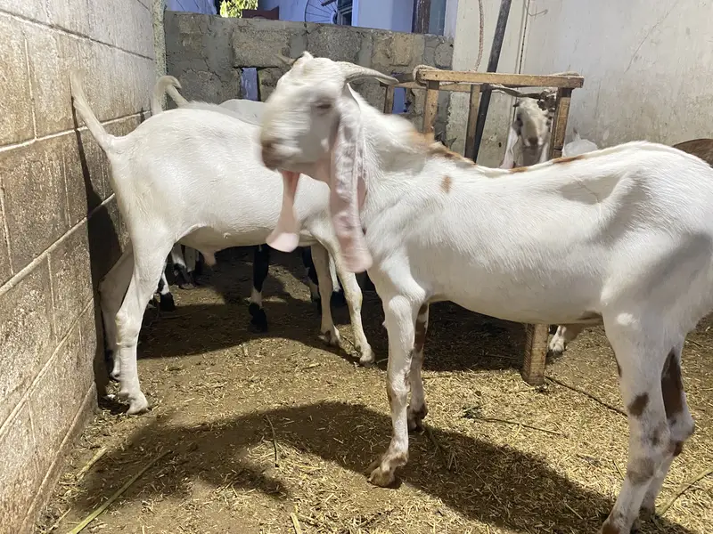 MashaAllah ghr ki bakri ke gulabi bachy hen qurabni ki leye — photo 3
