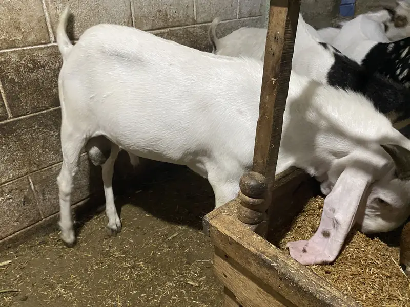MashaAllah ghr ki bakri ke gulabi bachy hen qurabni ki leye — photo 4