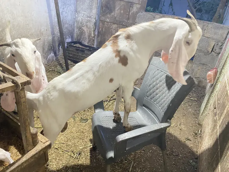 MashaAllah ghr ki bakri ke gulabi bachy hen qurabni ki leye — photo 5