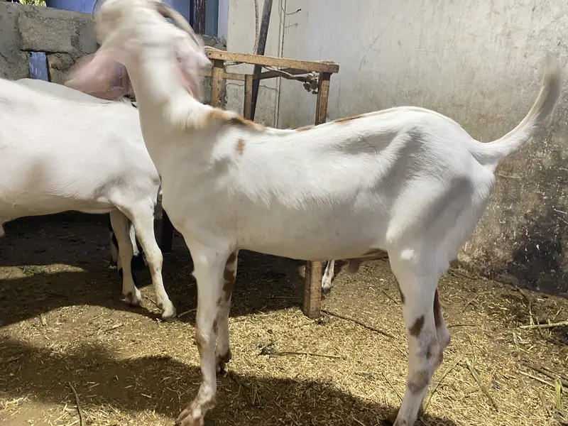 MashaAllah ghr ki bakri ke gulabi bachy hen qurabni ki leye — photo 6
