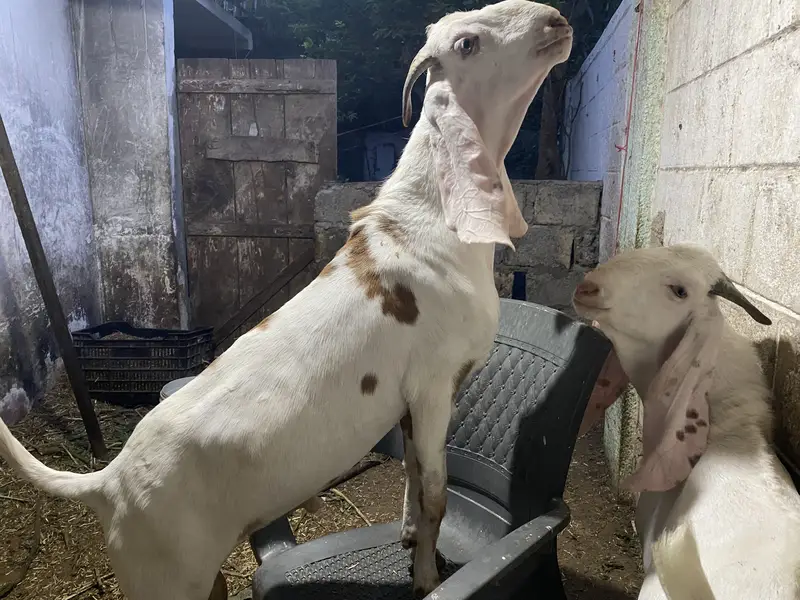 MashaAllah ghr ki bakri ke gulabi bachy hen qurabni ki leye — photo 7