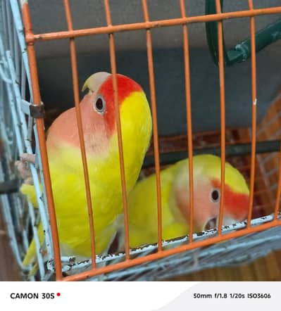 love birds