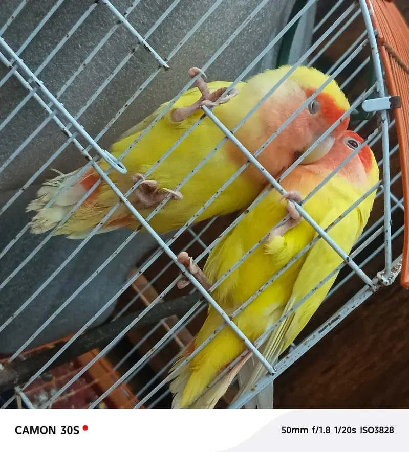 love birds — photo 2