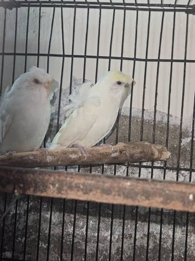 exhibition hoogoo pair