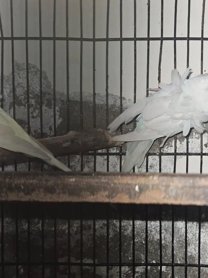 exhibition hoogoo pair — photo 3
