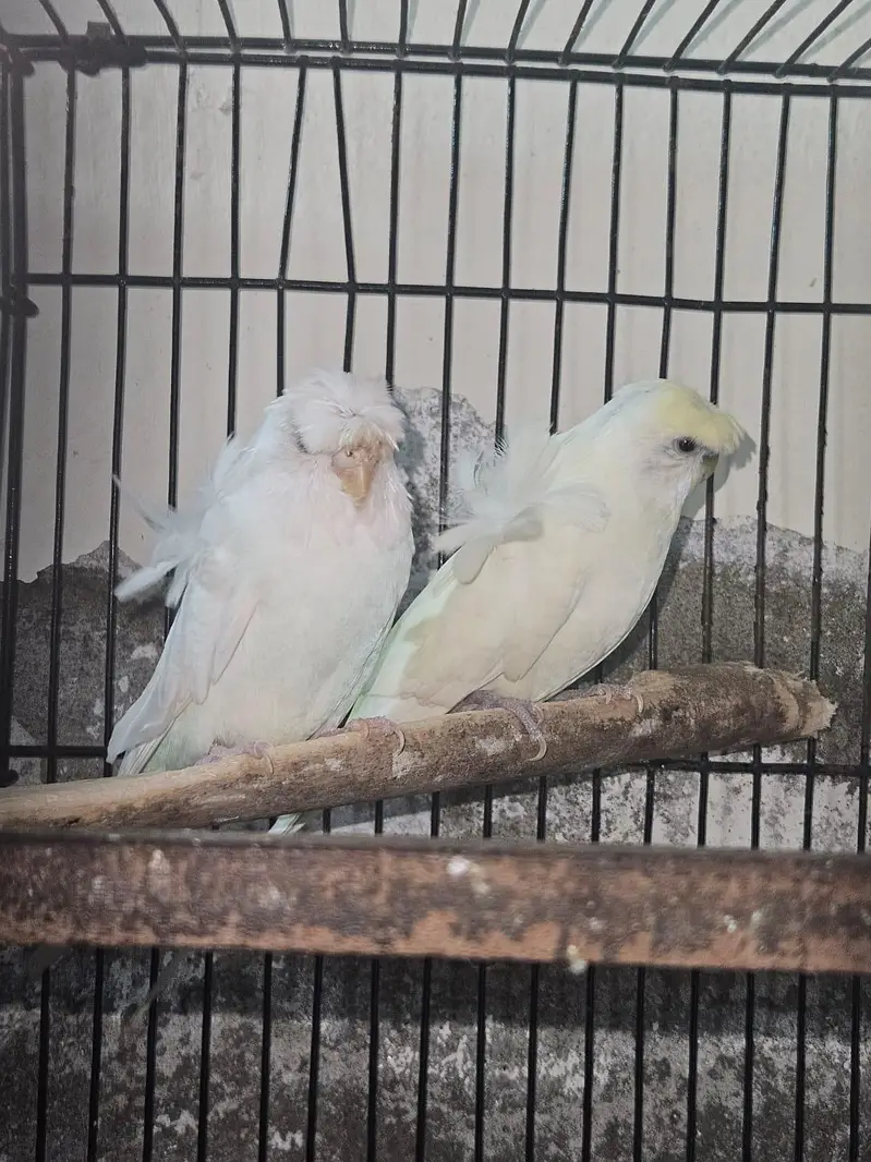 exhibition hoogoo pair — photo 4