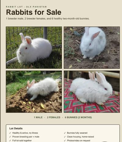 White Angora Rabbit Breeding Family | 3 Breeders + 6 Bunnies