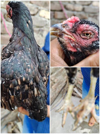 Old blood line female egg ke granti ha whatsapp per 03362077192