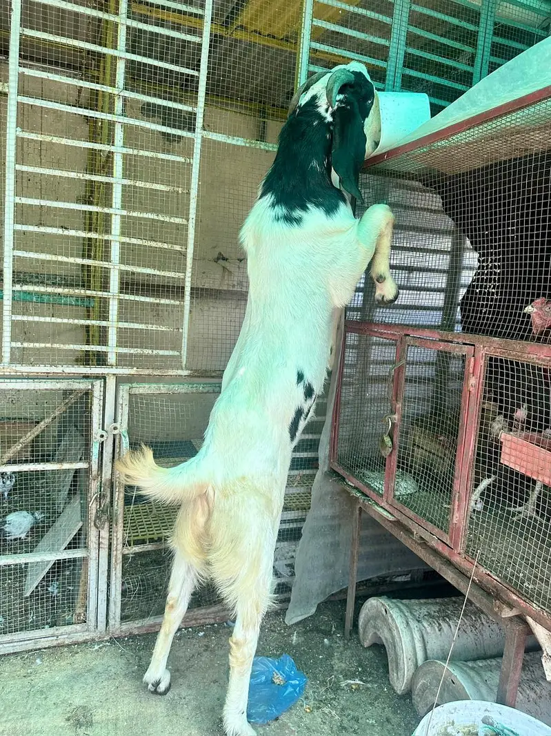 dogla nsl bkra — photo 2