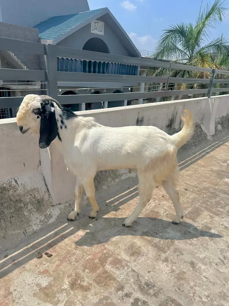 dogla nsl bkra — photo 3