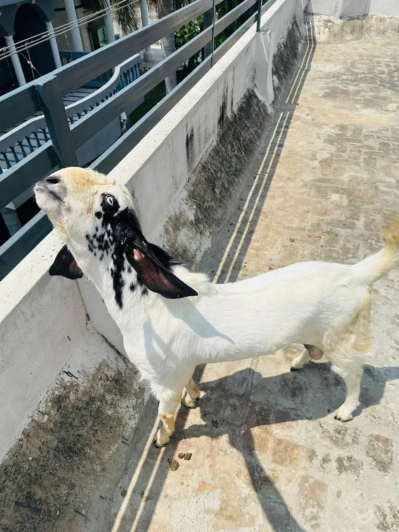 dogla nsl bkra — photo 4