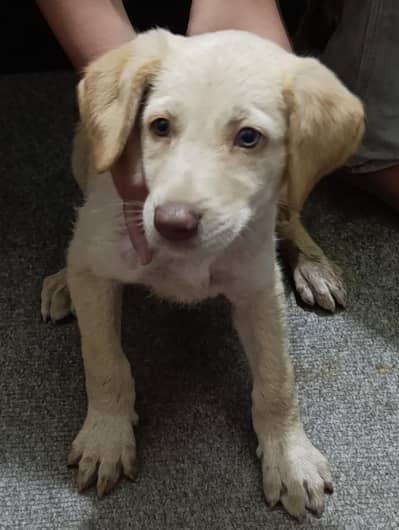 Labrador dog for sale