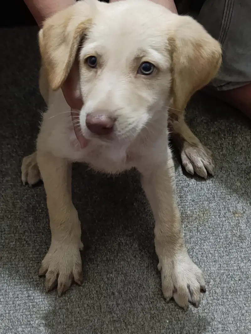 Labrador dog for sale — photo 2