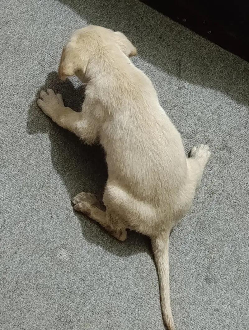 Labrador dog for sale — photo 3