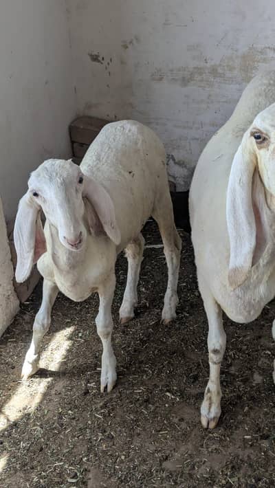 kajli dumbi or bacha