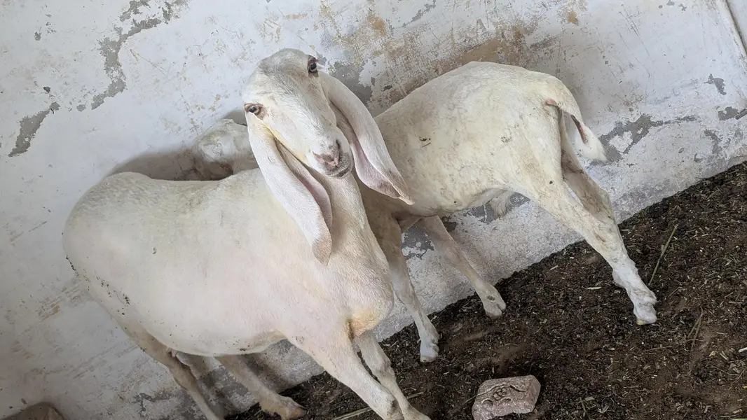 kajli dumbi or bacha — photo 2