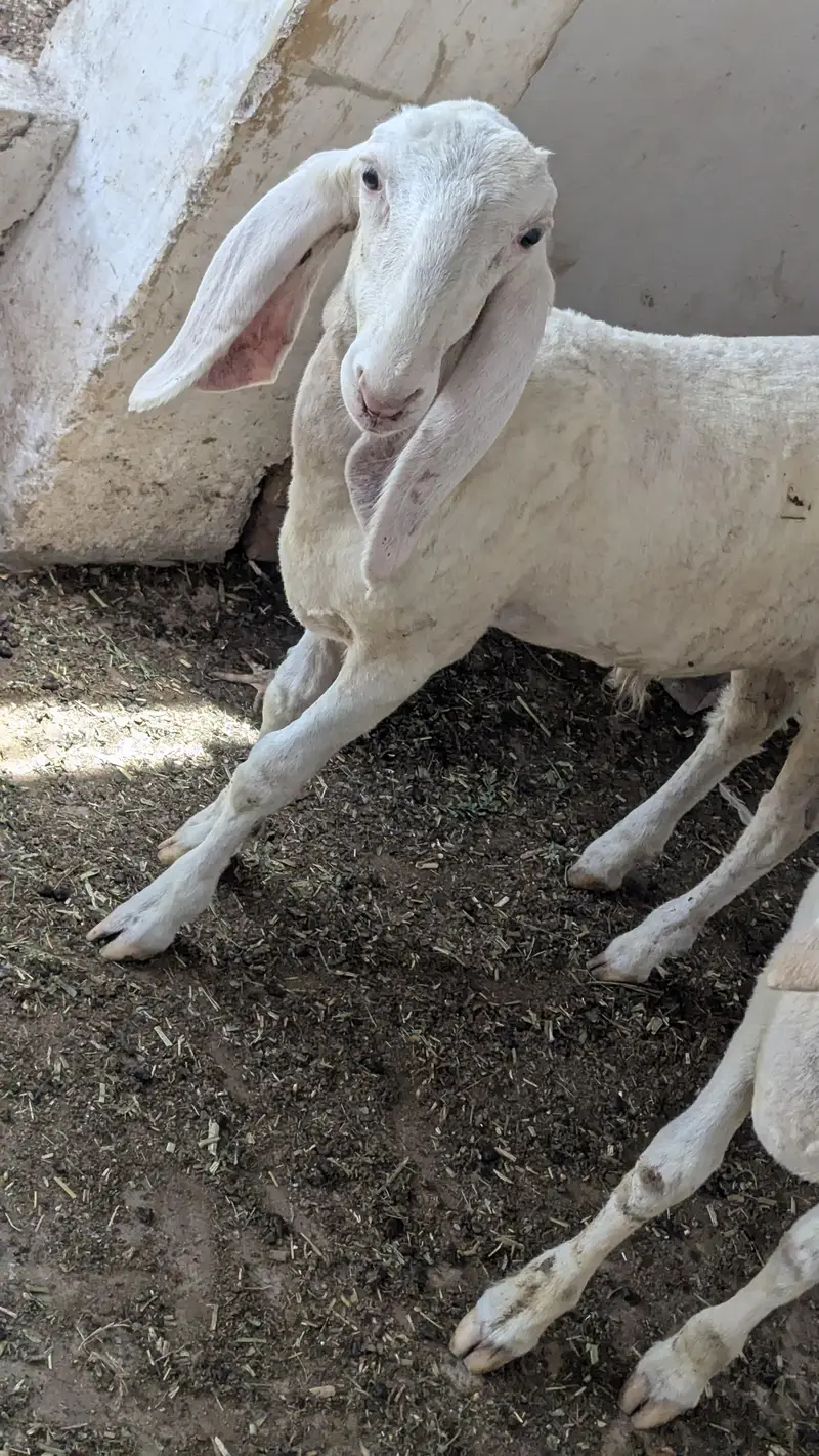 kajli dumbi or bacha — photo 3
