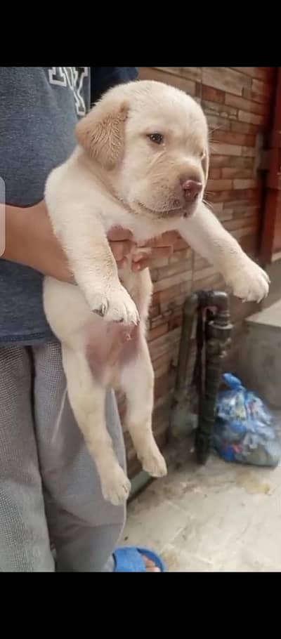 british lab male pup for sale03207562262watsappp