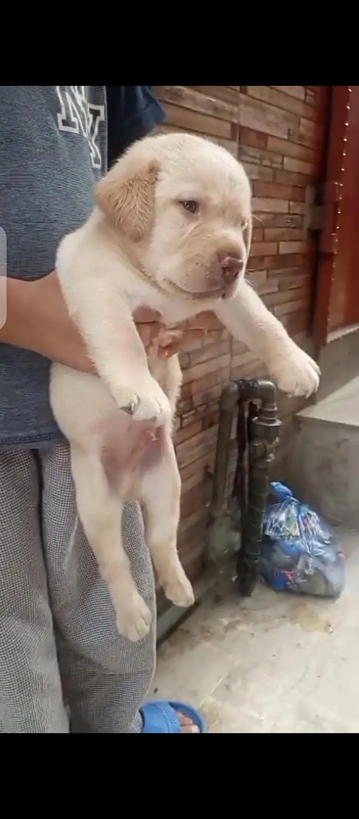 british lab male pup for sale03207562262watsappp — photo 2