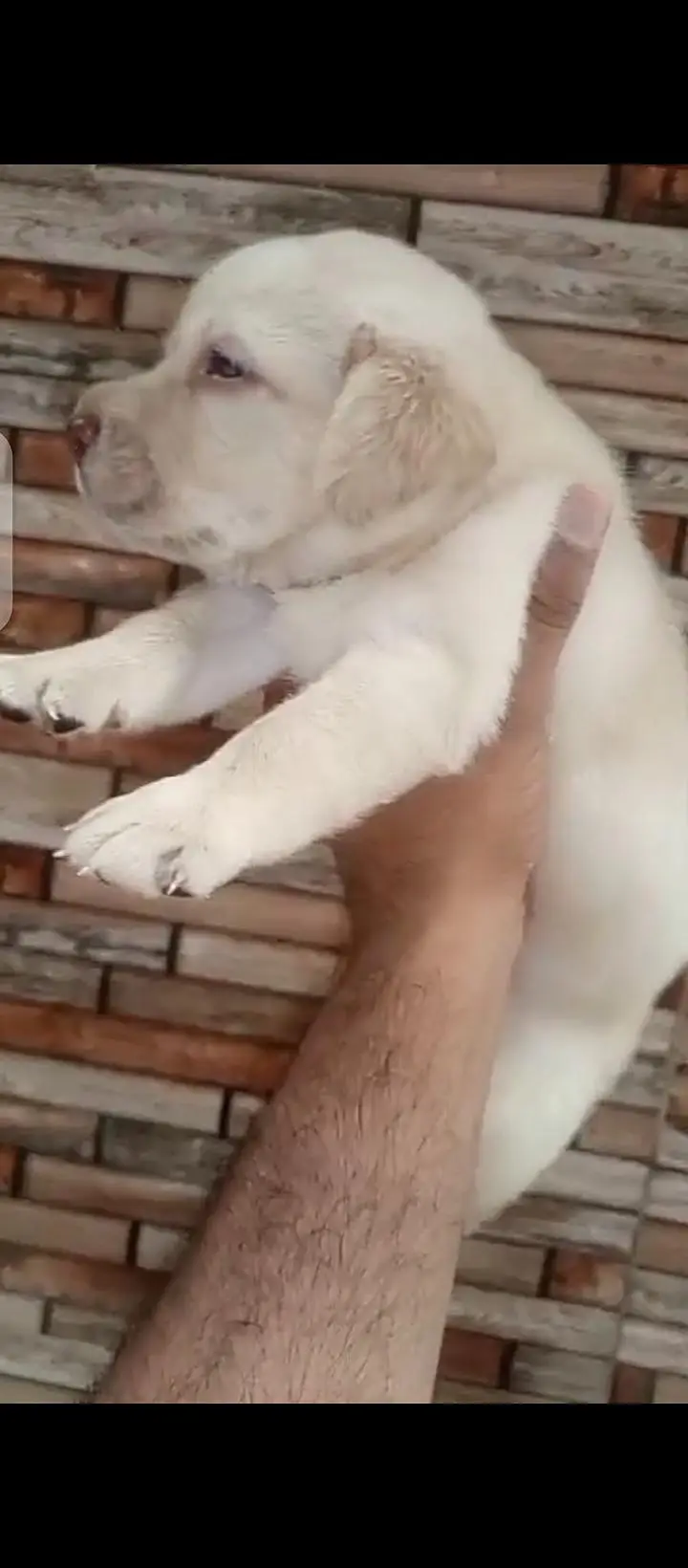 british lab male pup for sale03207562262watsappp — photo 3