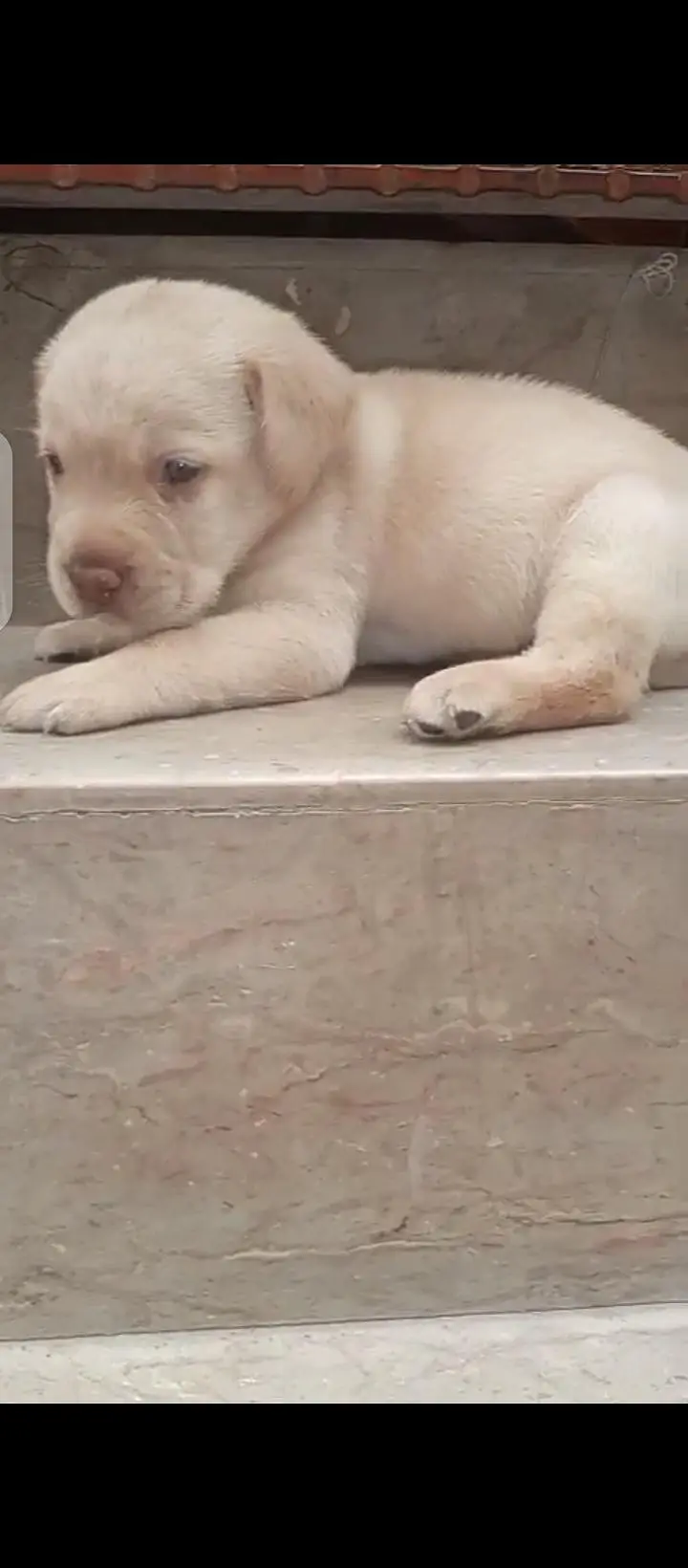 british lab male pup for sale03207562262watsappp — photo 4