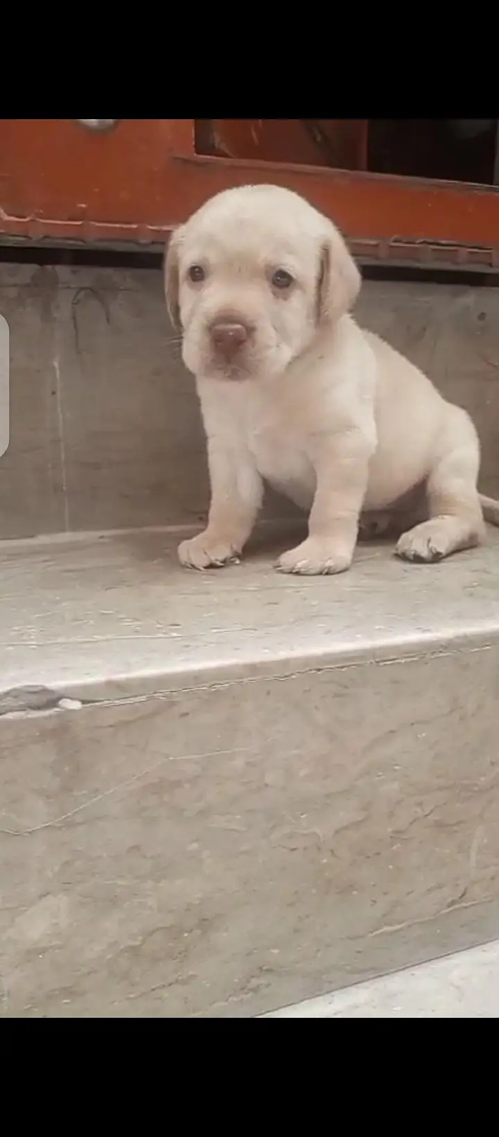 british lab male pup for sale03207562262watsappp — photo 5