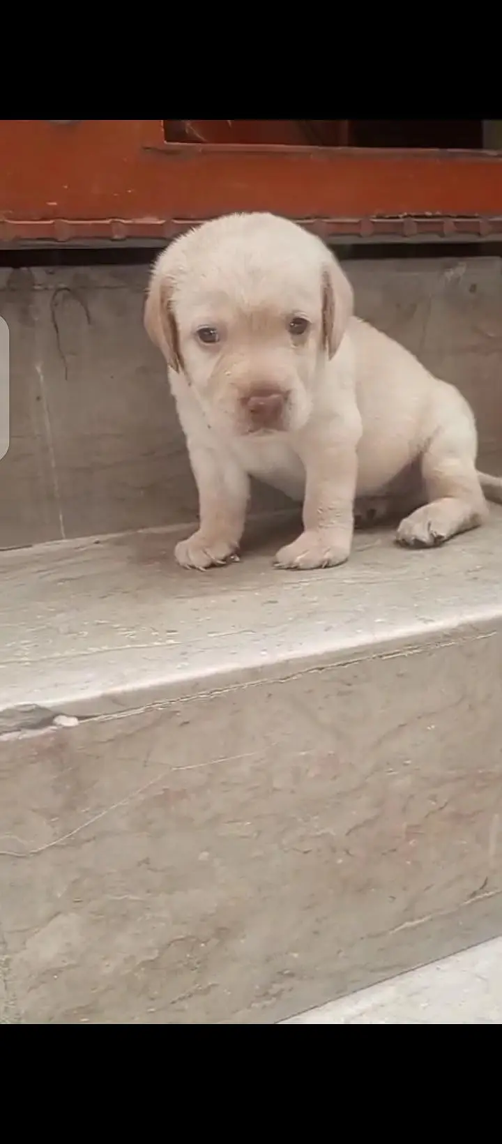 british lab male pup for sale03207562262watsappp — photo 6