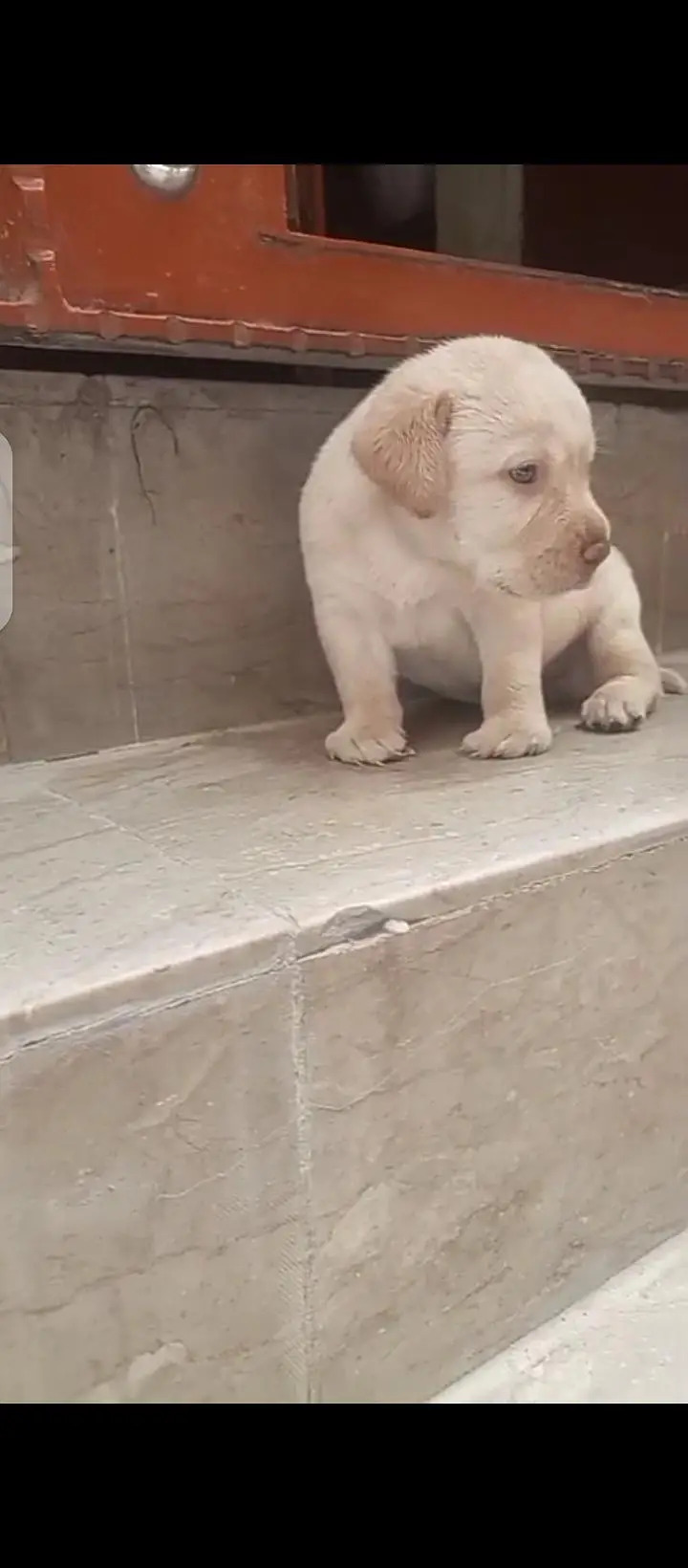 british lab male pup for sale03207562262watsappp — photo 7