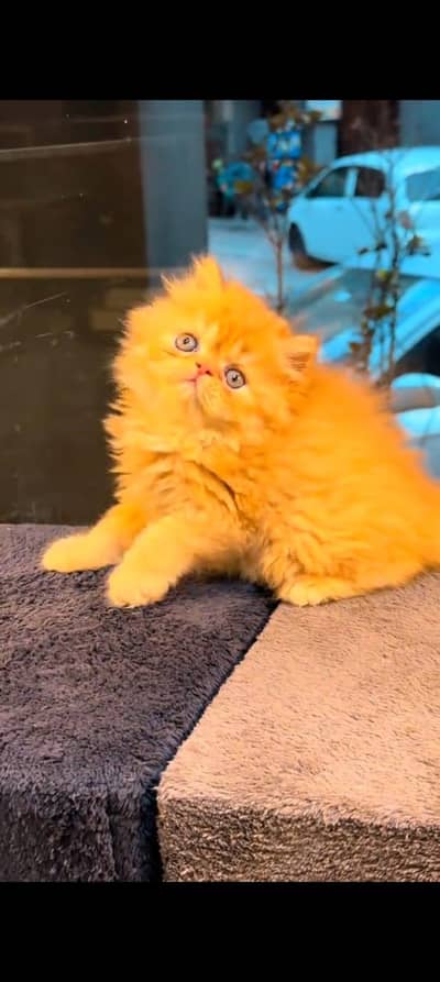 pure Persian cats vaccinated and healthy active WhatsApp/0344/6895398/