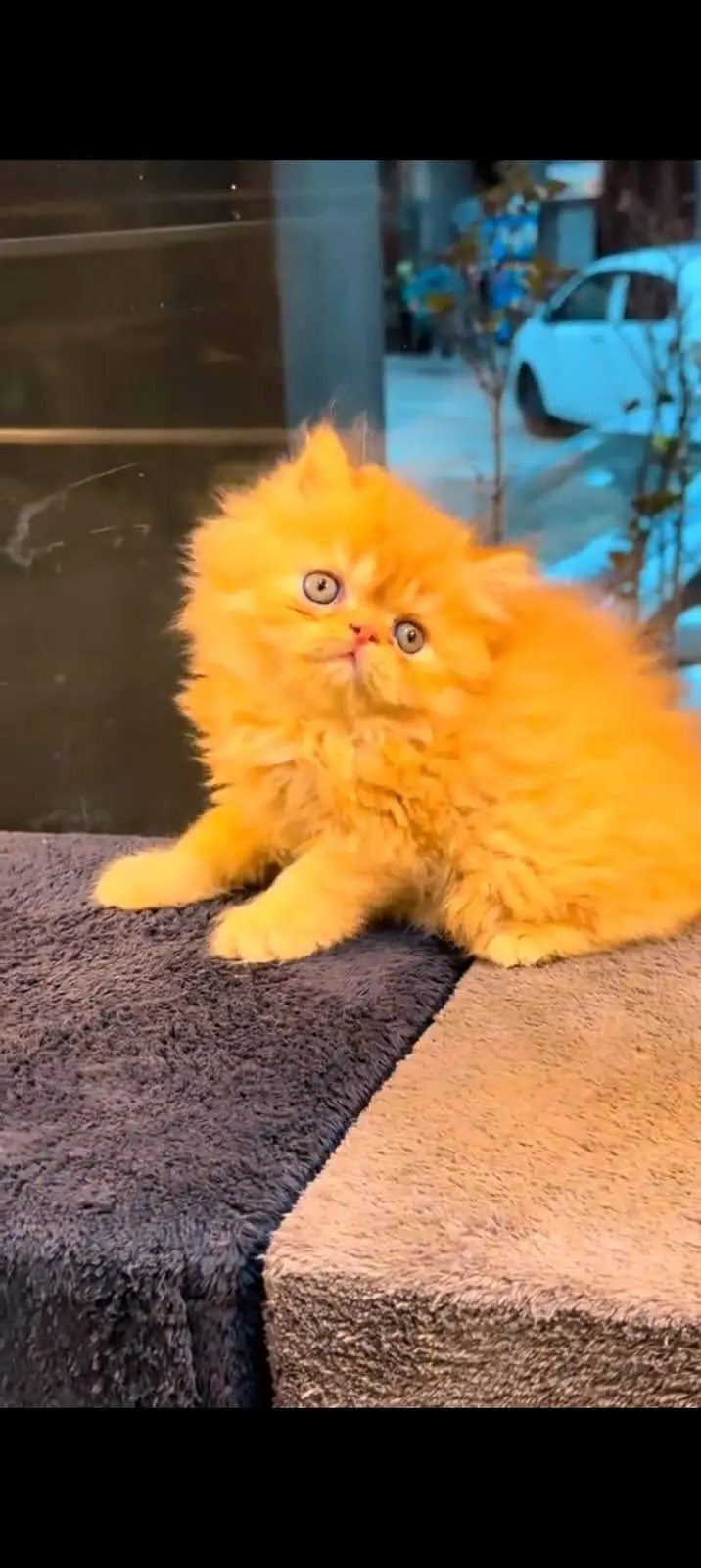 pure Persian cats vaccinated and healthy active WhatsApp/0344/6895398/ — photo 4
