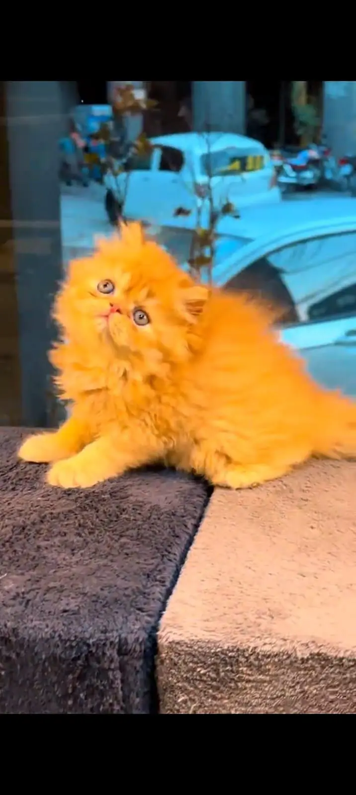 pure Persian cats vaccinated and healthy active WhatsApp/0344/6895398/ — photo 5