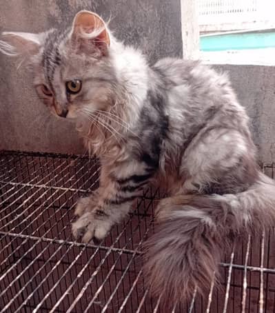 Persian/Female/Kitten/Urgent Sale