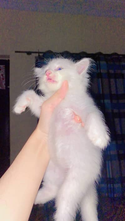 Pershion kitten