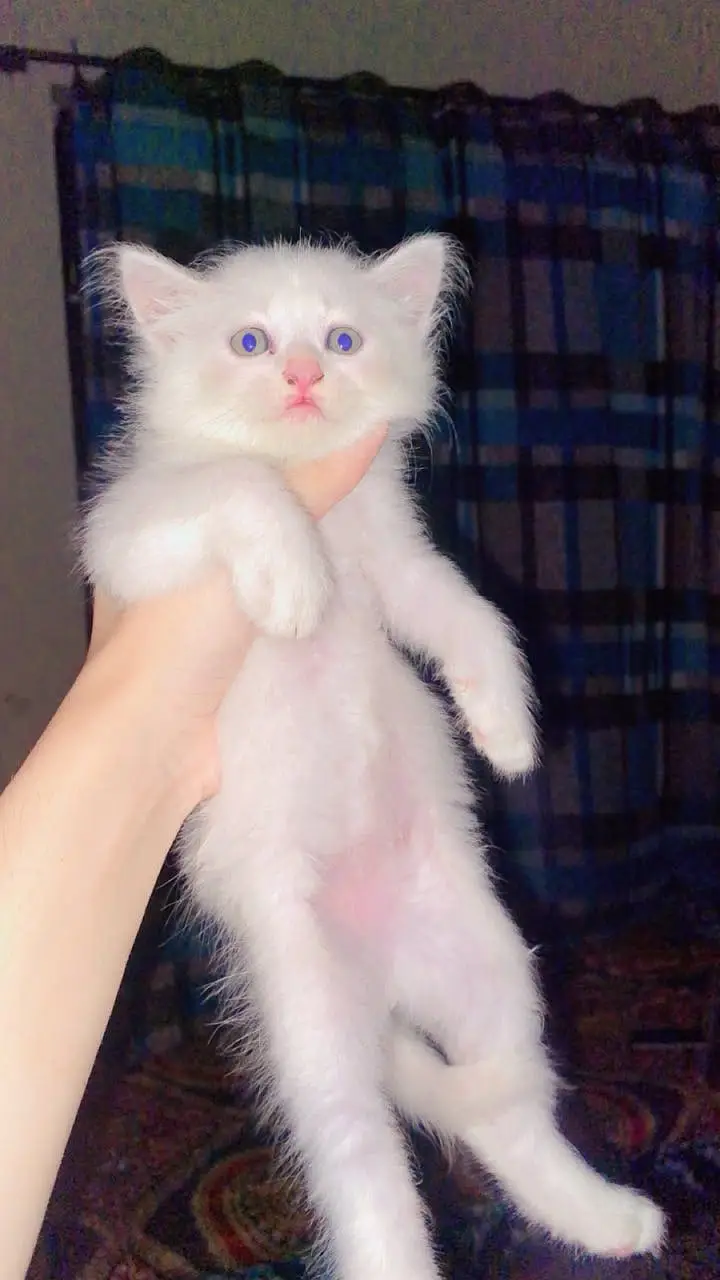 Pershion kitten Two coated contect number 03199191564 — photo 2