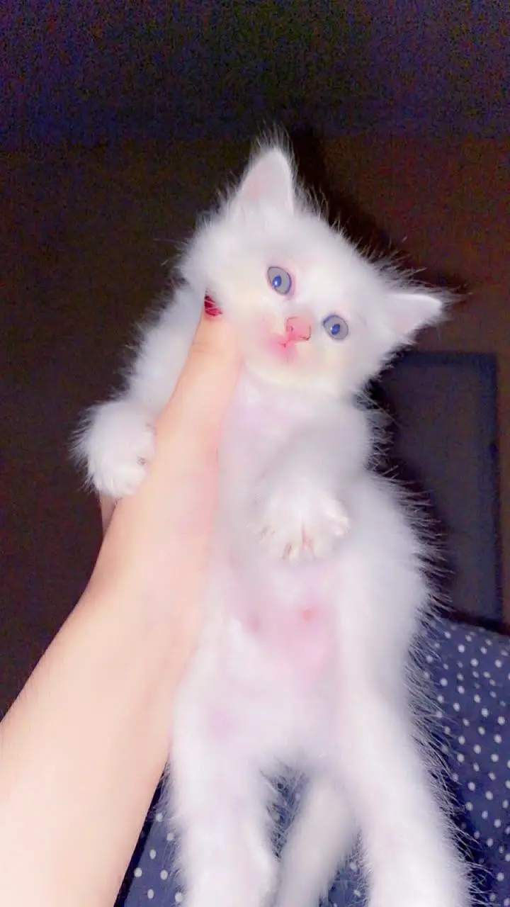 Pershion kitten Two coated contect number 03199191564 — photo 3