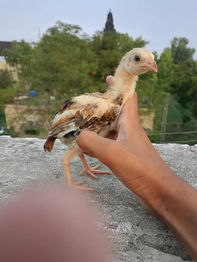 mianwali aseel chick for sale age 1.5 month maa baap ki pic mil jaya g