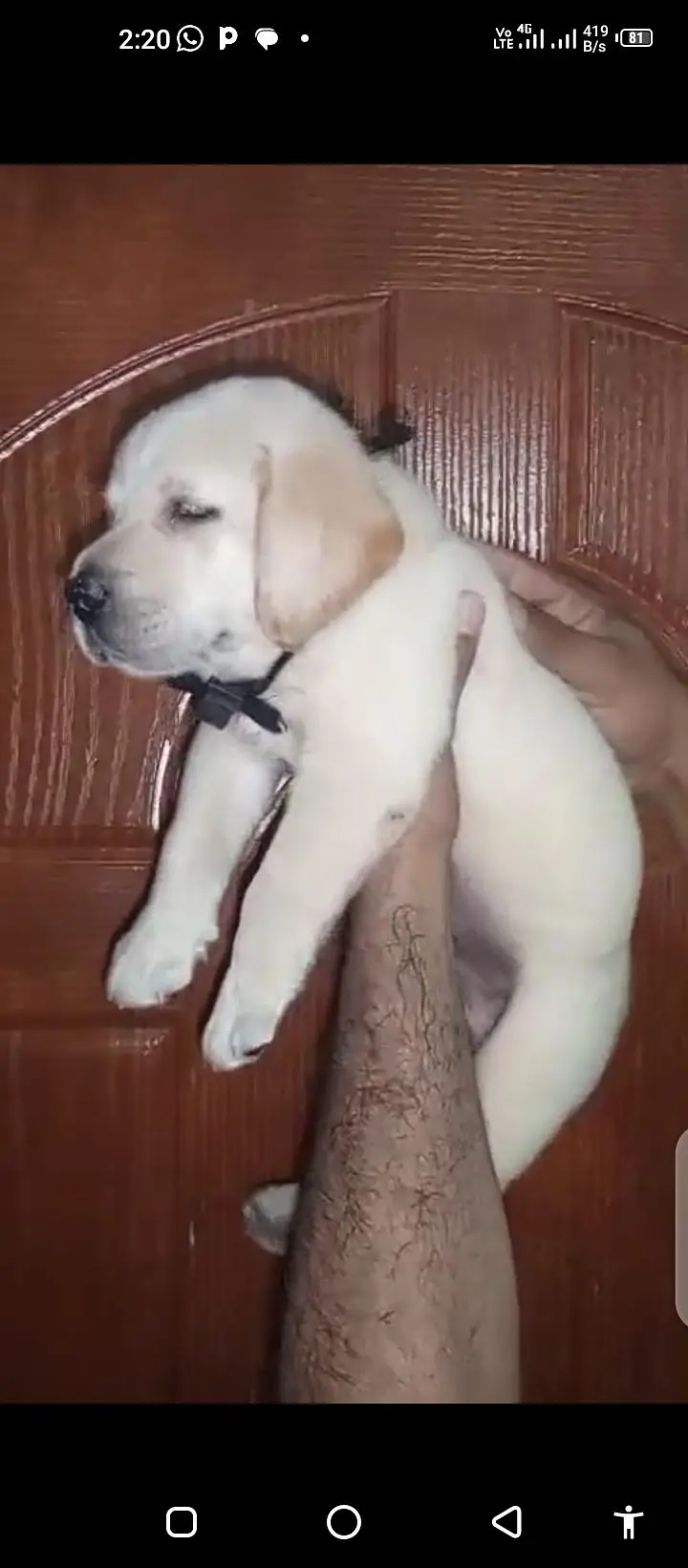 british lab male pup for sale03207562262watsappp — photo 8