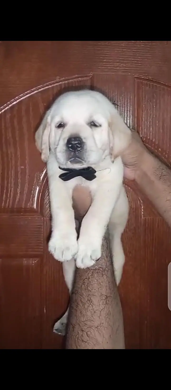 british lab male pup for sale03207562262watsappp — photo 9