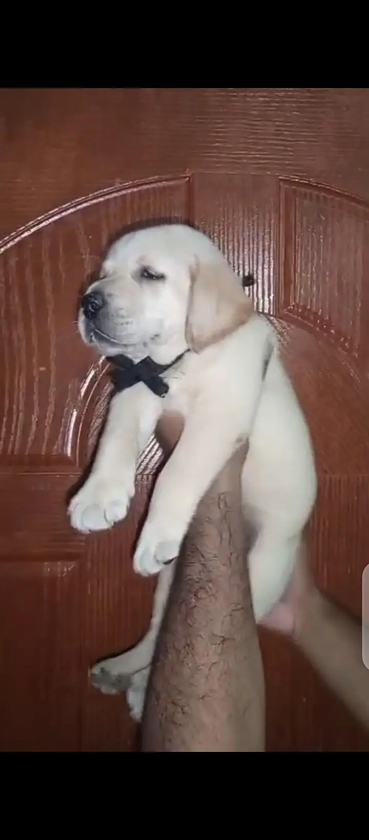 british lab male pup for sale03207562262watsappp — photo 10