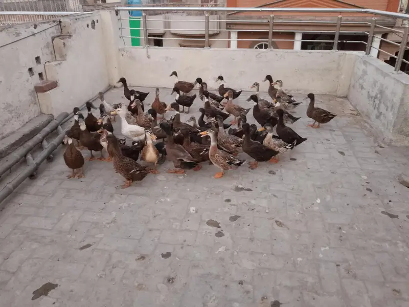Ducks for sale