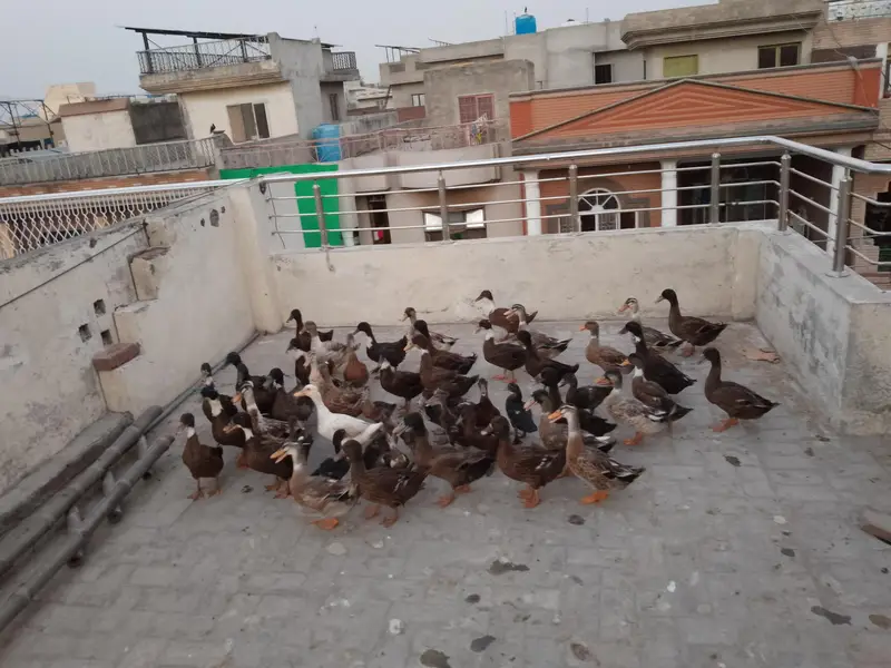 Ducks for sale — photo 2
