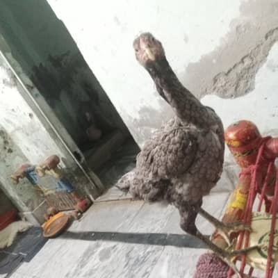 sale aseel murgi
