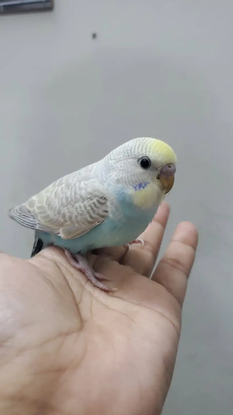 Australian birds
