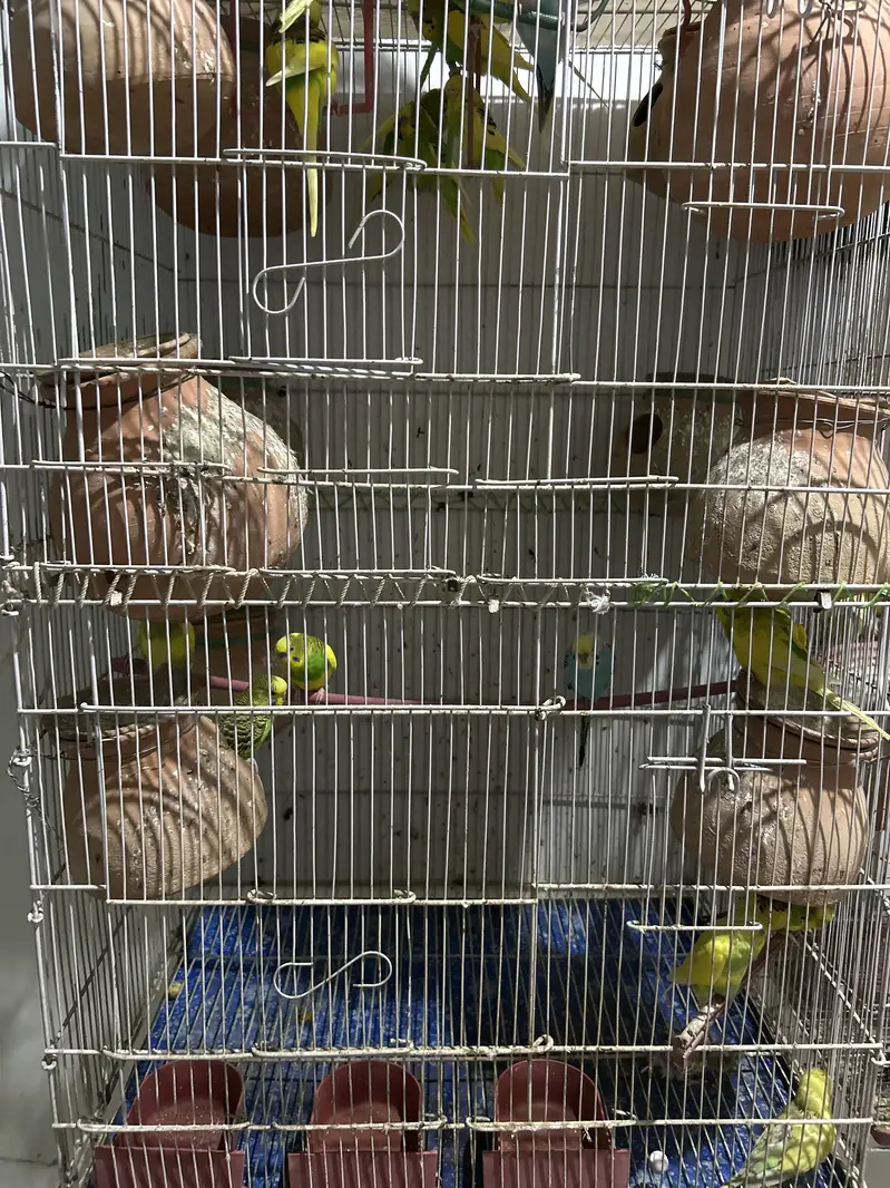 Australian birds — photo 2