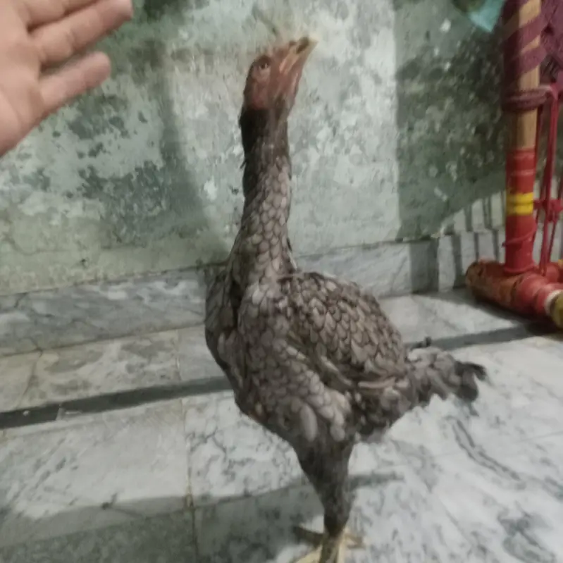 sale aseel murgi — photo 4