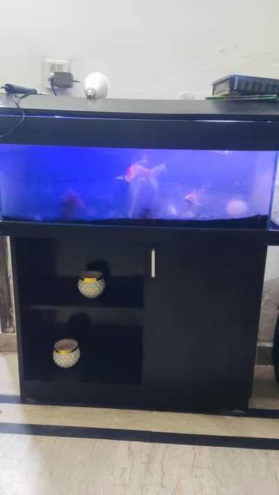 Aquarium for sale fishes