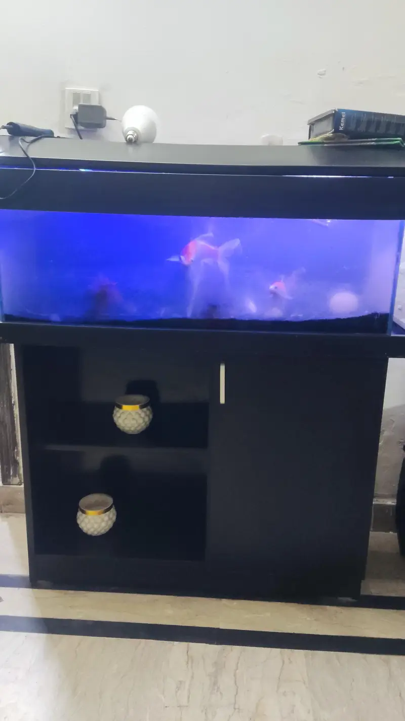 Aquarium for sale fishes
